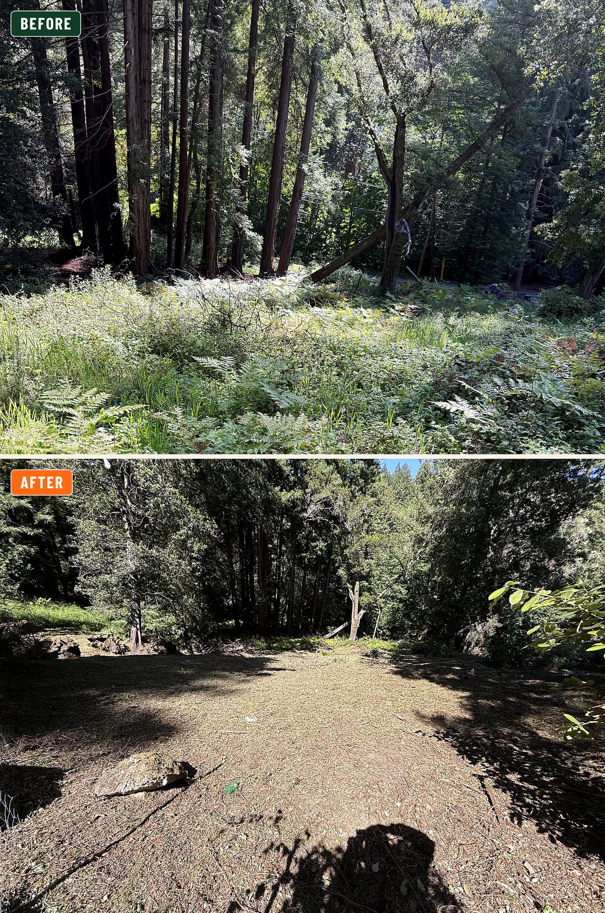 Before and after, stacked: a forest floor smothered in ferns and brush on top, the same lot cleared to bare ground below with the big rock left in place, and the same leaning tree visible in the background of both