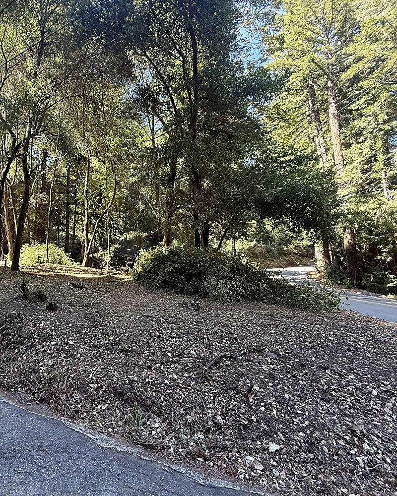 The same roadside bank after clearing: bare mulched ground beside the road, with the trees left standing
