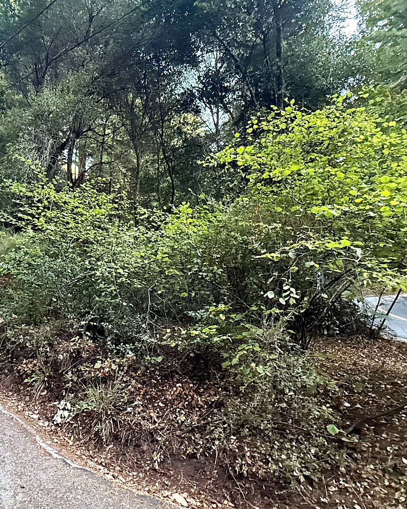A roadside bank before clearing, covered in dense green brush that crowds the edge of the road